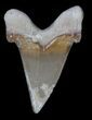 Serrated Auriculatus Shark Tooth - Dakhla, Morocco #35858-1